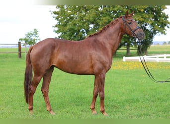 German Sport Horse, Mare, 6 years, 16.1 hh, Chestnut-Red