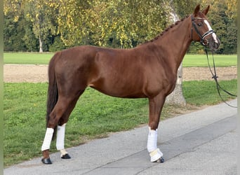 German Sport Horse, Mare, 6 years, 16.1 hh, Chestnut-Red