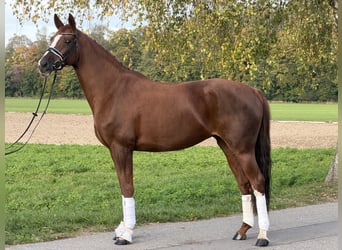 German Sport Horse, Mare, 6 years, 16.1 hh, Chestnut-Red