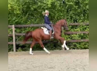 German Sport Horse, Mare, 6 years, 16,1 hh, Chestnut-Red