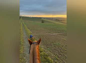 German Sport Horse, Mare, 6 years, 16,1 hh, Chestnut-Red