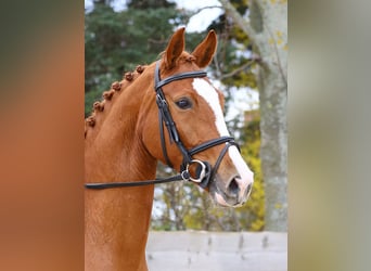 German Sport Horse, Mare, 6 years, 16.1 hh, Chestnut-Red