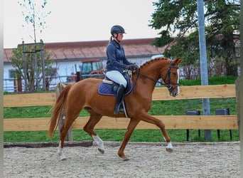 German Sport Horse, Mare, 6 years, 16.1 hh, Chestnut-Red