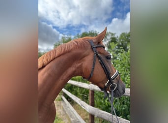 German Sport Horse, Mare, 6 years, 16.1 hh, Chestnut-Red