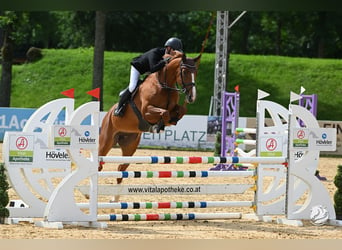 German Sport Horse, Mare, 6 years, 16.1 hh, Chestnut-Red