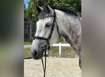 German Sport Horse, Mare, 6 years, 16.1 hh, Grey