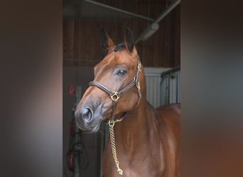 German Sport Horse, Mare, 6 years, 16.1 hh