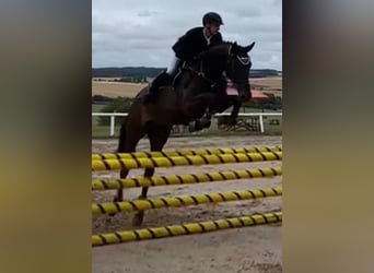 German Sport Horse, Mare, 6 years, 16.1 hh, Smoky-Black
