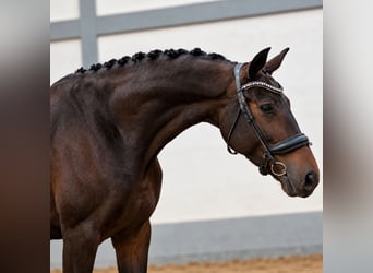 German Sport Horse, Mare, 6 years, 16.2 hh, Bay-Dark