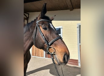 German Sport Horse, Mare, 6 years, 16,2 hh, Bay-Dark