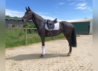 German Sport Horse, Mare, 6 years, 16.2 hh, Black