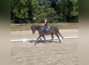 German Sport Horse, Mare, 6 years, 16.2 hh, Brown