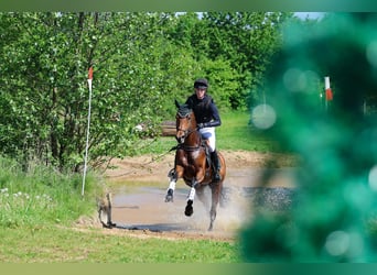 German Sport Horse, Mare, 6 years, 16.2 hh, Brown