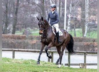 German Sport Horse, Mare, 6 years, 16.2 hh, Brown