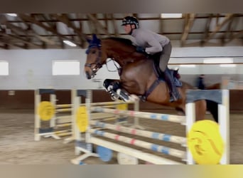 German Sport Horse, Mare, 6 years, 16.2 hh, Brown