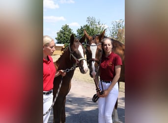 German Sport Horse, Mare, 6 years, 16.2 hh, Chestnut-Red