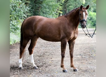 German Sport Horse, Mare, 6 years, 16,2 hh, Chestnut-Red