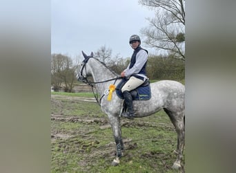 German Sport Horse, Mare, 6 years, 16.2 hh, Gray