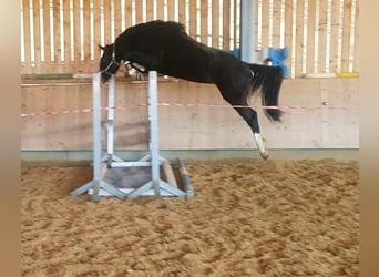 German Sport Horse, Mare, 6 years, 16,2 hh, Smoky-Black