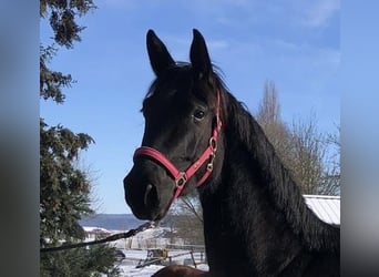 German Sport Horse, Mare, 6 years, 16.3 hh, Black