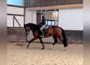German Sport Horse, Mare, 6 years, 16.3 hh, Brown