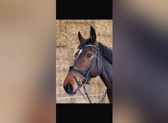 German Sport Horse, Mare, 6 years, 16.3 hh, Brown