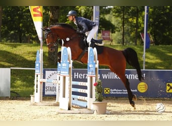 German Sport Horse, Mare, 6 years, 16,3 hh, Brown