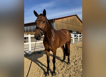 German Sport Horse, Mare, 6 years, 16.3 hh, Brown
