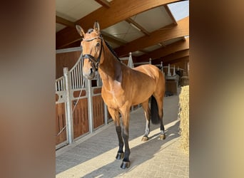 German Sport Horse, Mare, 6 years, 16.3 hh, Brown