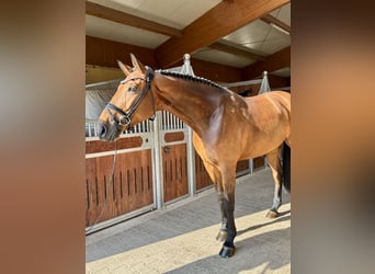 German Sport Horse, Mare, 6 years, 16.3 hh, Brown