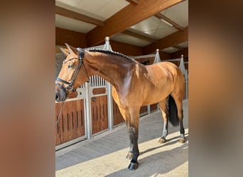 German Sport Horse, Mare, 6 years, 16.3 hh, Brown