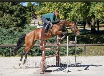 German Sport Horse, Mare, 6 years, 16.3 hh, Brown