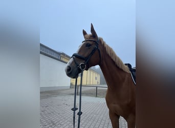 German Sport Horse, Mare, 6 years, 16,3 hh, Chestnut-Red