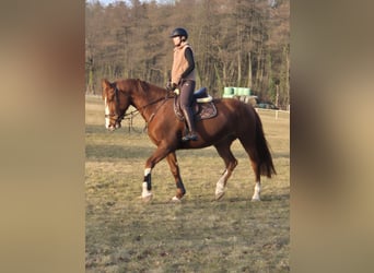 German Sport Horse, Mare, 6 years, 16.3 hh, Chestnut-Red