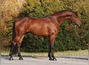 German Sport Horse, Mare, 6 years, 16.3 hh, Chestnut