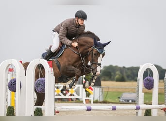 German Sport Horse, Mare, 6 years, 16.3 hh, Chestnut