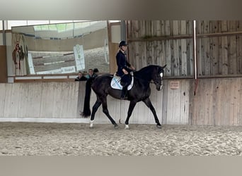 German Sport Horse, Mare, 6 years, 16.3 hh, Smoky-Black