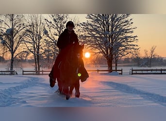 German Sport Horse, Mare, 6 years, 16.3 hh, Smoky-Black