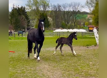 German Sport Horse, Mare, 6 years, 16.3 hh, Smoky-Black