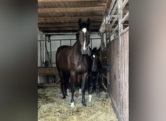 German Sport Horse, Mare, 6 years, 16.3 hh, Smoky-Black