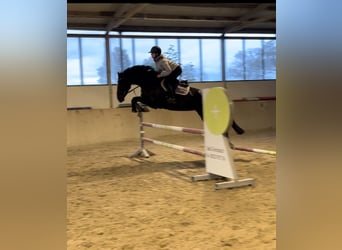 German Sport Horse, Mare, 6 years, 16.3 hh, Smoky-Black