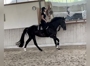 German Sport Horse, Mare, 6 years, 16.3 hh, Smoky-Black