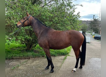 German Sport Horse, Mare, 6 years, 16 hh, Bay-Dark