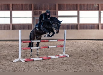 German Sport Horse, Mare, 6 years, 16 hh, Bay-Dark