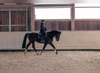 German Sport Horse, Mare, 6 years, 16 hh, Bay-Dark