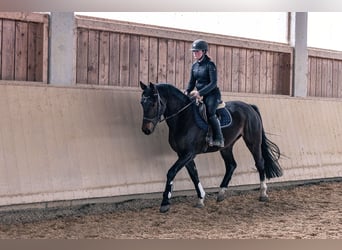 German Sport Horse, Mare, 6 years, 16 hh, Bay-Dark