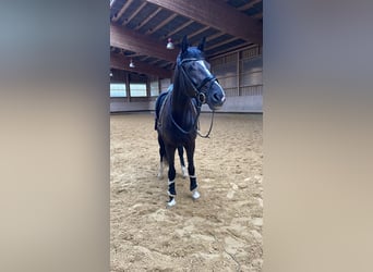 German Sport Horse, Mare, 6 years, 16 hh, Black