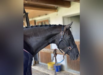 German Sport Horse, Mare, 6 years, 16 hh, Black