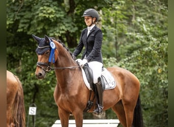 German Sport Horse, Mare, 6 years, 16 hh, Brown