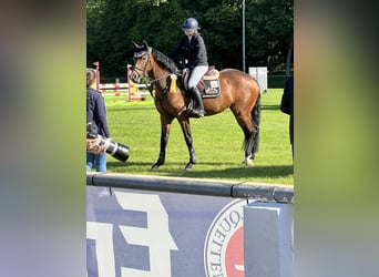 German Sport Horse, Mare, 6 years, 16 hh, Brown